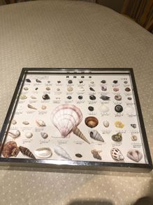 sea shell collection