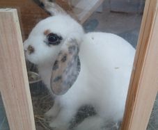rabbits