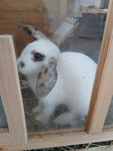 rabbits
