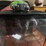 fish tank Image 8