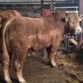 Lm Bull Image 5