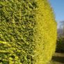 Laurel Hedging Cheap One Euro Image 5