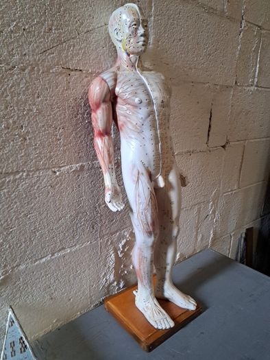 Vintage Anatomical Male