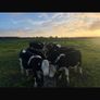 Hereford Weanlings Heiferes No Movements Image 3
