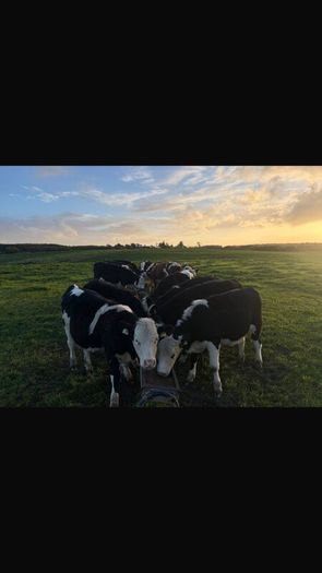 Hereford Weanlings Heiferes No Movements