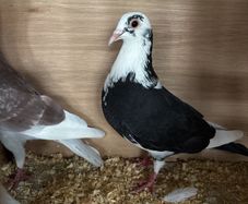 pigeons