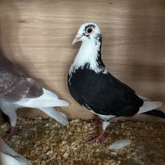 pigeons