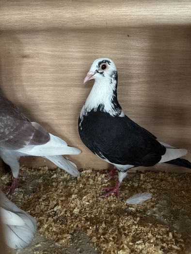 pigeons