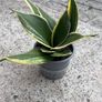 snake plant Image 2