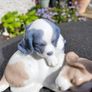 Lladro puppy dog Image 2