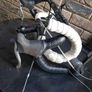 racing  handlebars and pedals Image 9