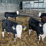 Weanlings Hereford Calves Image 6