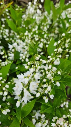 Shrubs and Garden Plants