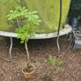 Tree, Horse Chesnut and Rhus tree Image 5