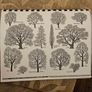 29 ink drawings of various tree species by artist S. R. Badmin. It's in binder form with 29 description of each of the  trees. See photos for same. Image 2