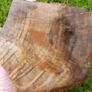 210 Million Year Old Understood WOOD Fossil from Triassic Arizona 2,335gr Image 7