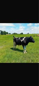 Vasectomised bull