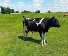 Vasectomised bull