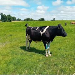 Vasectomised bull