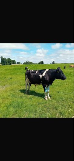 Vasectomised bull