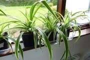 Large spider plants &amp; one begonia maculata