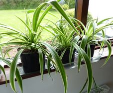 Large spider plants & one begonia maculata