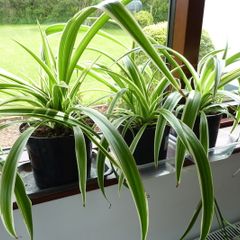 Large spider plants & one begonia maculata