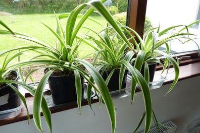 Large spider plants & one begonia maculata