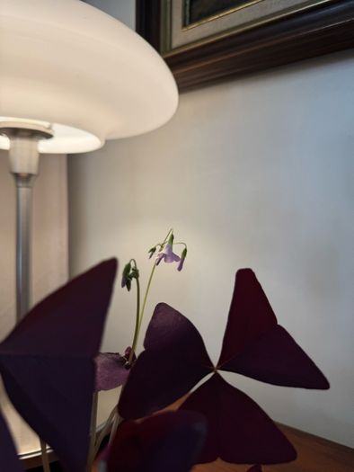 house plant