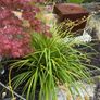4 Mature Cordylines (Cabbage Palms) Image 4