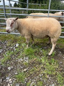 Charrolais x rouge ram