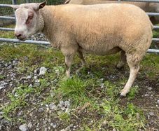 Charrolais x rouge ram