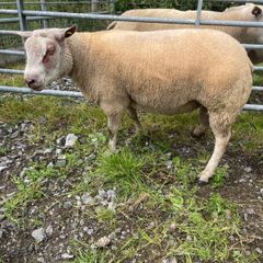 Charrolais x rouge ram