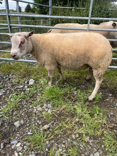 Charrolais x rouge ram