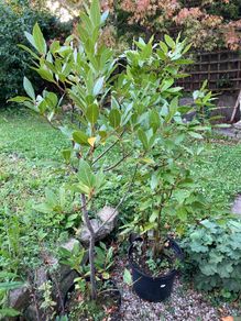 Bay Leaf plants