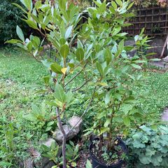 Bay Leaf plants