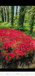 Garden Plants, Two Euros