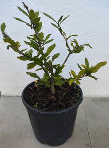 Magnolia Stellata