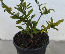 Magnolia Stellata