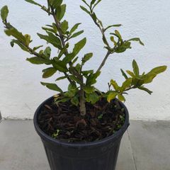 Magnolia Stellata