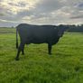2nd calf AAX cow Image 6