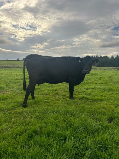 2nd calf AAX cow