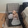 dog cage Image 2