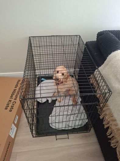 dog cage