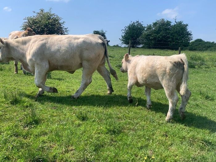 Purebred registered charlaois cow and calf