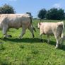 Purebred registered charlaois cow and calf Image 2