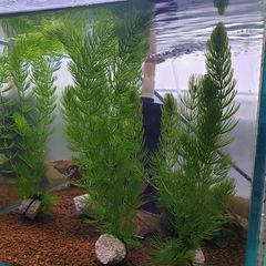 Ceratophyllum demersum - Hornwort (Oxegenator) 4szt - 15-20cm