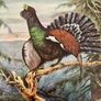 Six Traditional 20th Century Placemats by Pimpernel Gamebirds Image 2