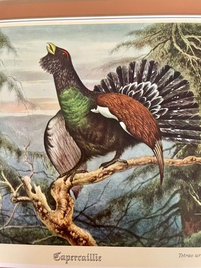 Six Traditional 20th Century Placemats by Pimpernel Gamebirds