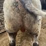 5Shorthorn Bull for sale Image 6